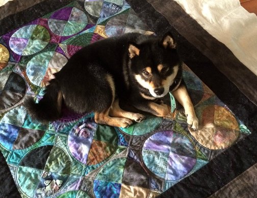 My quilt tester approves of the quilt.