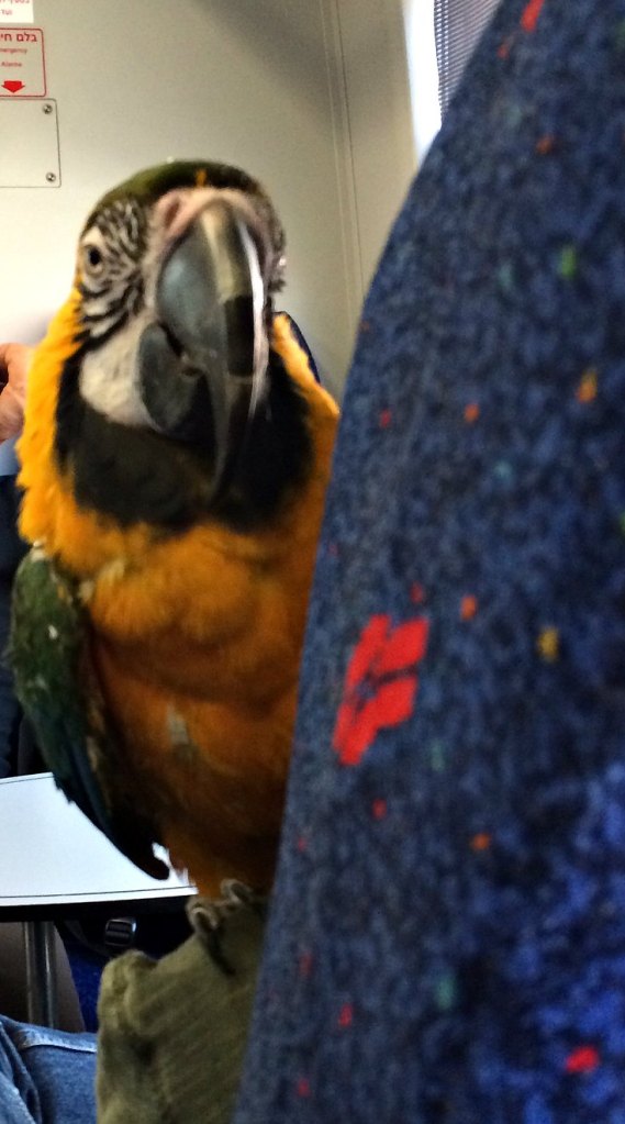 Hello Mr Parrot